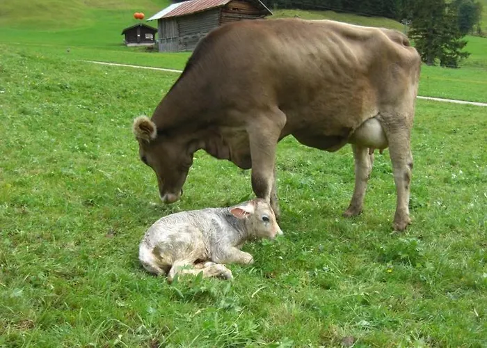 Im Hofle Apartment Mittelberg